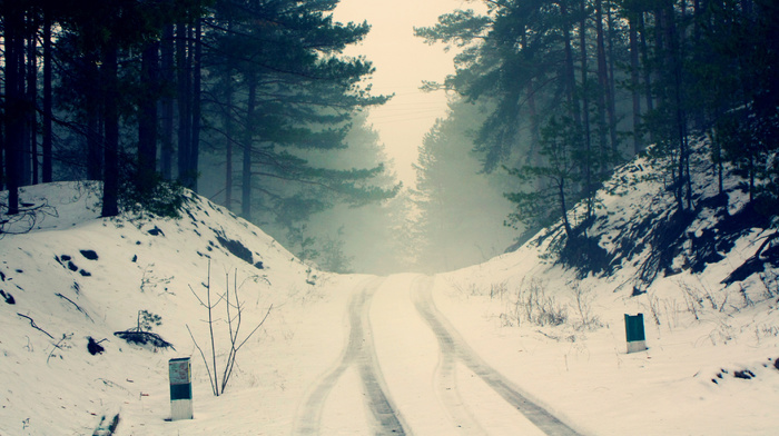 road, nature, winter, forest, twigs, pine trees, mist, trees, frost, snow