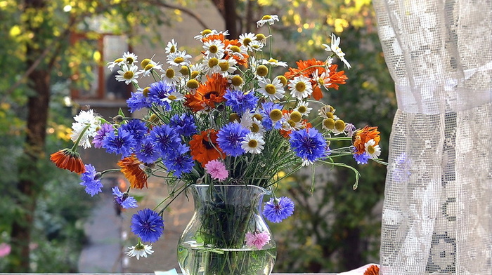 window, beauty, flowers, still life, vase
