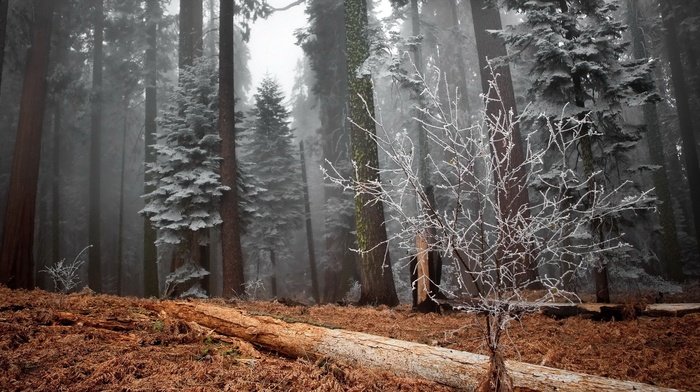 forest, nature, mist