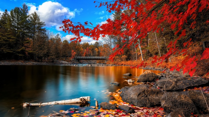 fall, river, trees, nature