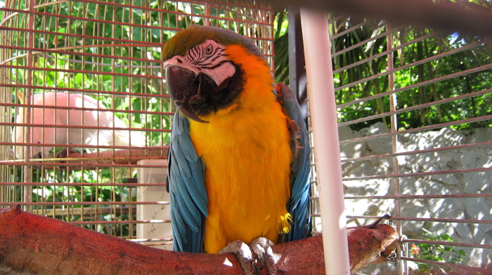 animals