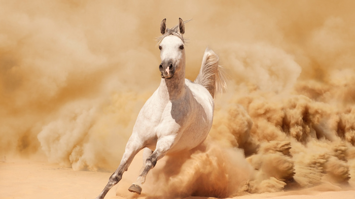 horse, animals, sand, mustang
