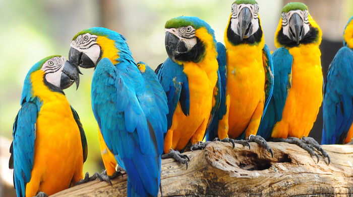 yellow, blue, animals, nature, positive, birds