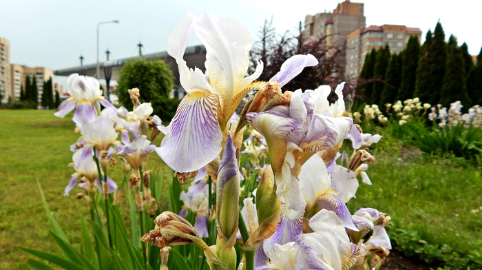 flowers