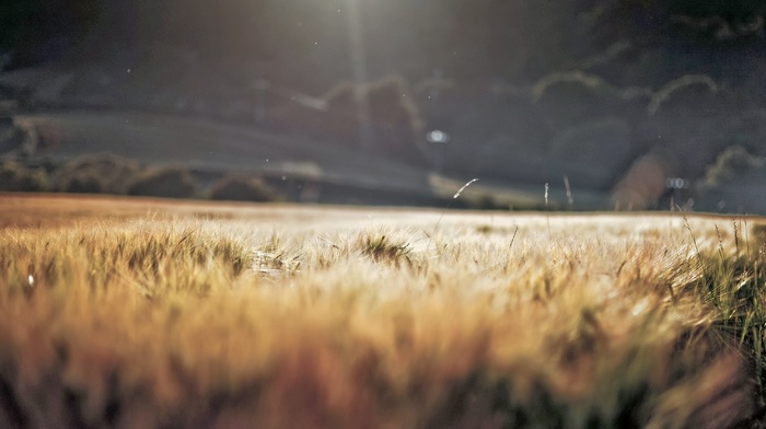 blurred, macro, grass, nature