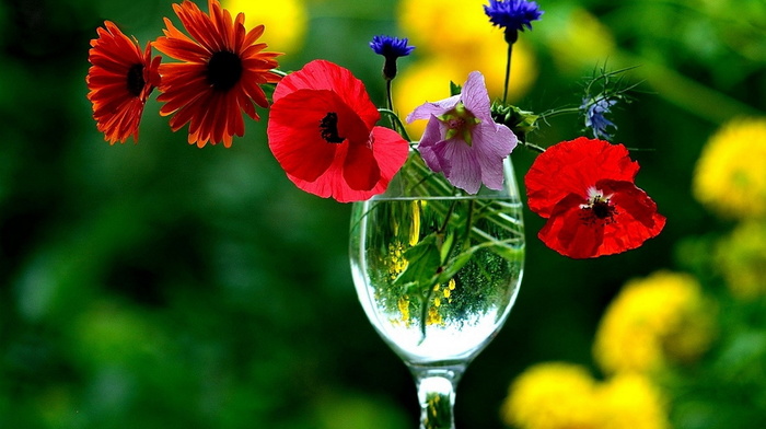 wineglass, flowers, beauty, still life