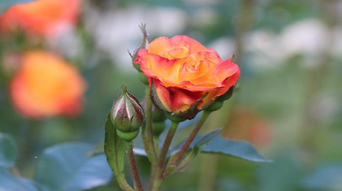 rose, flowers