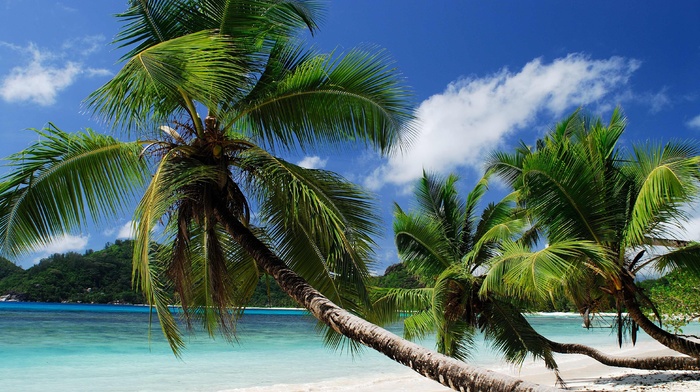 summer, ocean, beach, tropics, palm trees, beautiful