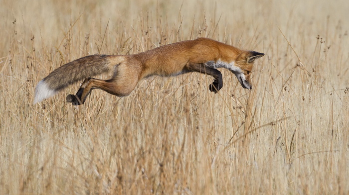 fox, animals, field, beauty, bounce