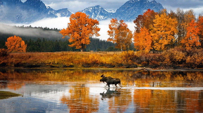 stunner, river, forest, trees, mountain, beauty, autumn, USA