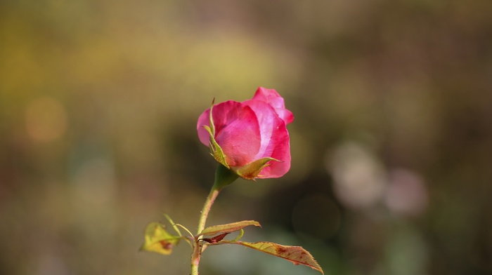 rose, flowers