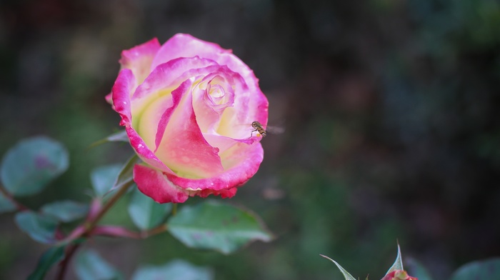 flowers, rose