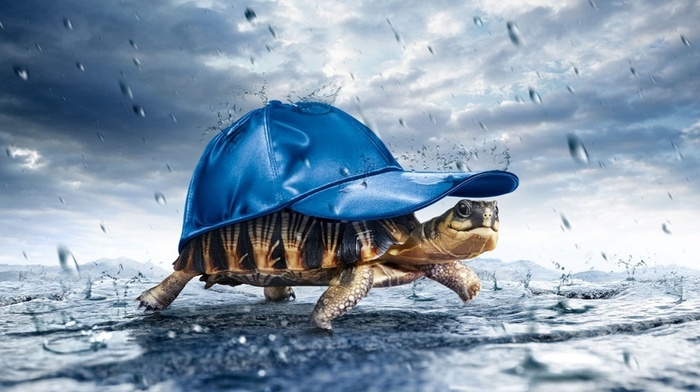 turtle, water drops, hat, happy, smiling