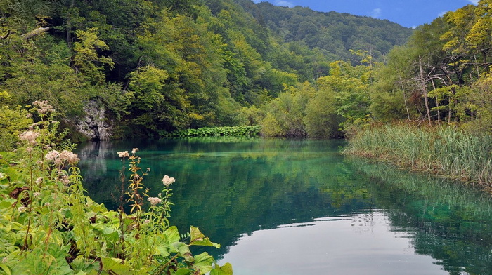 beauty, lake, forest, nature, greenery