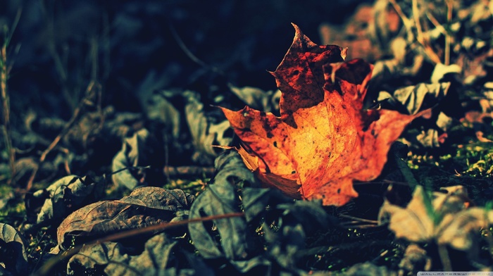 nature