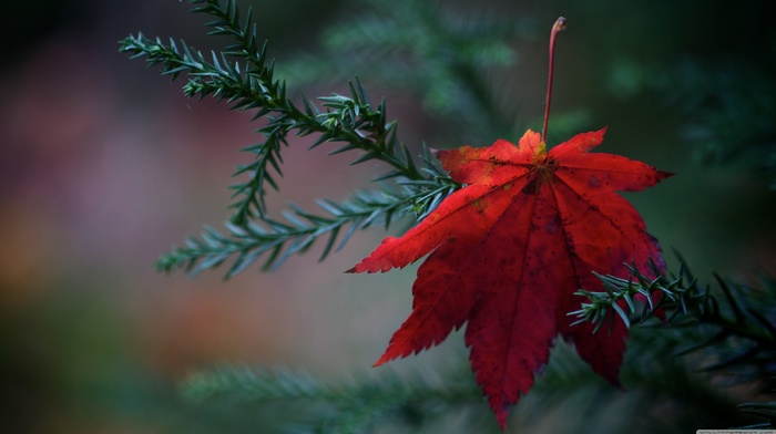 nature, leaves