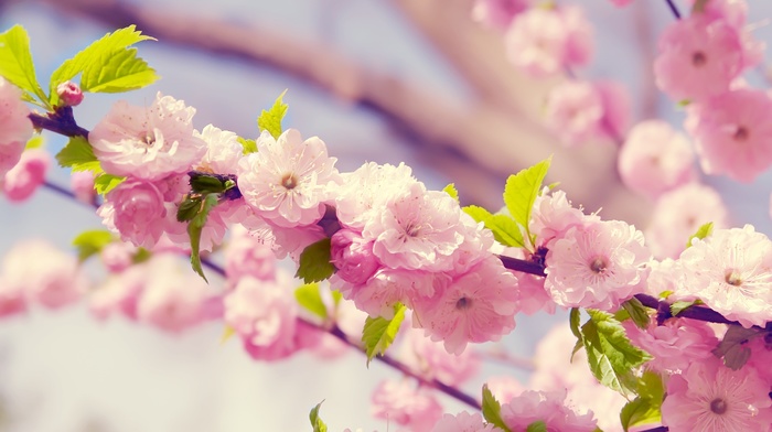 cherry blossom, flowers