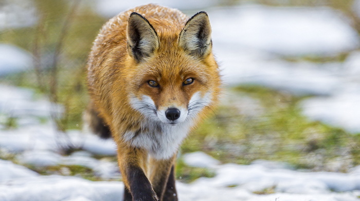 animals, fox, beauty