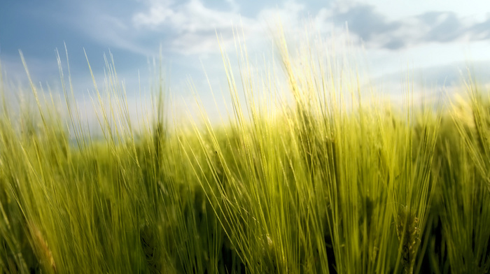 sky, grass, stunner