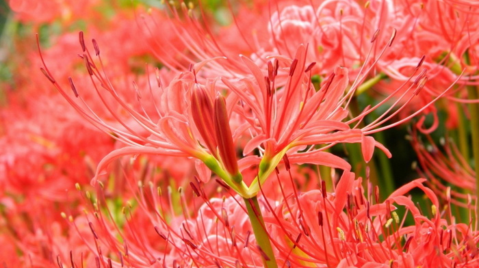 flowers, beauty