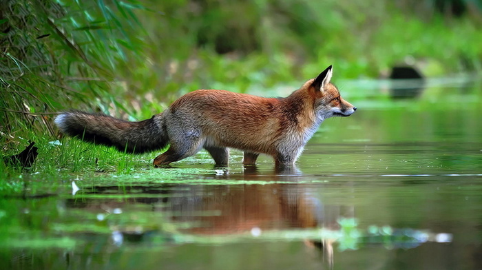 animals, greenery, water, fox, lake, beauty