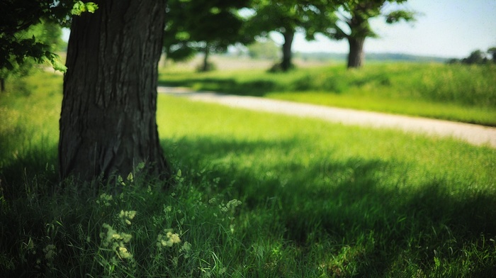 grass, nature, summer, field, trees, landscape