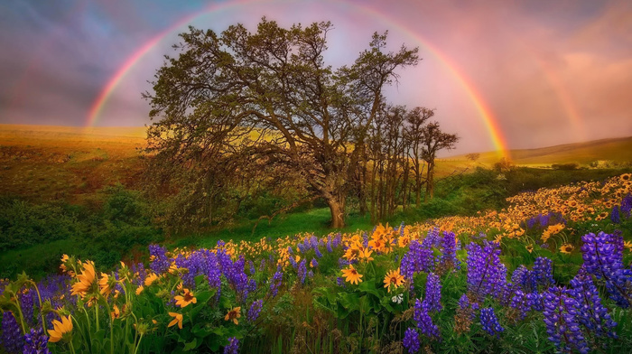 rainbow, flowers, hills, glade, nature, sky
