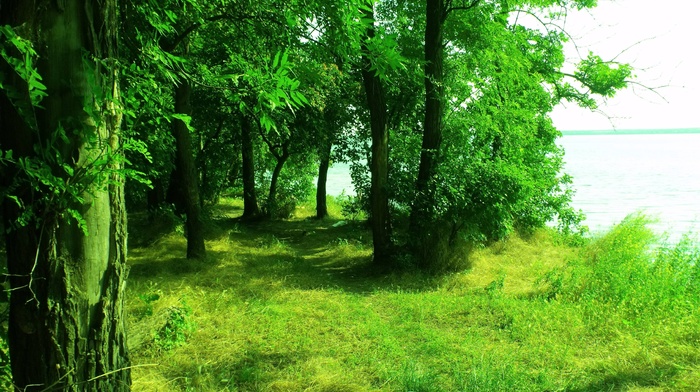 nature, trees, lake