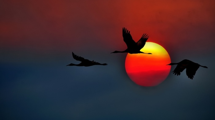 animals, sunset, birds