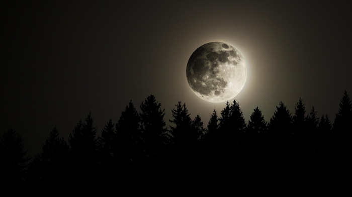 night, stunner, forest, beautiful, moon, nature