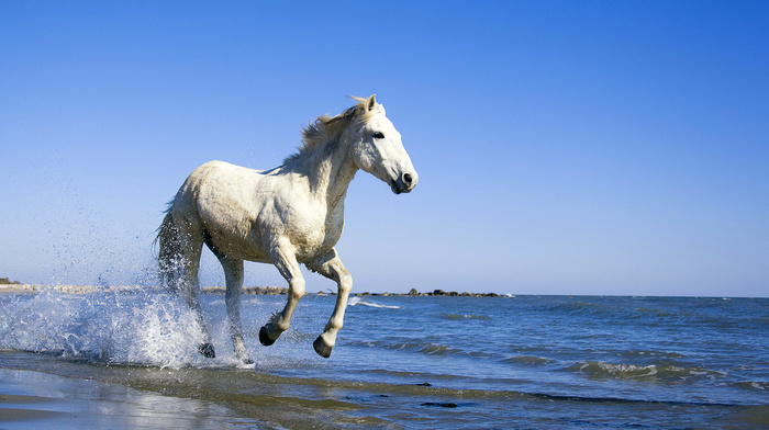 coast, sea, animals, water, horse
