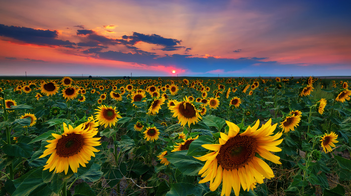 Ukraine, Sun, sky, summer, field, nature, sunset