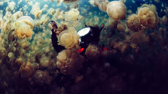jellyfish, divers, sea