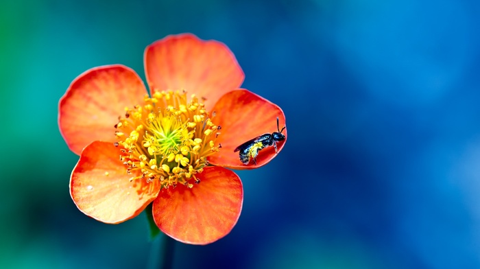 flowers, macro