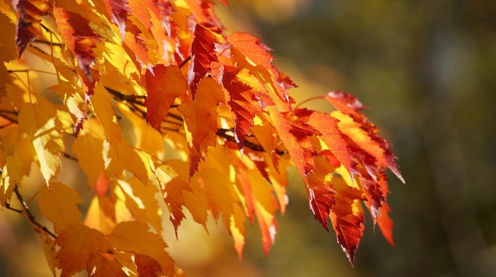 autumn, macro, leaves
