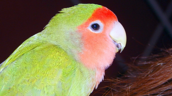 animals