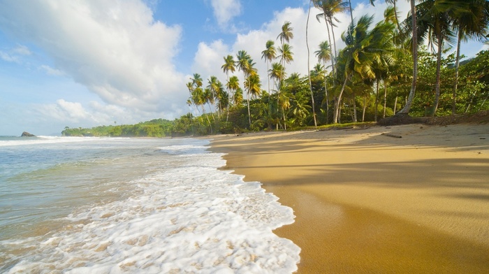 beach, ocean, tropics, summer, nature, palm trees