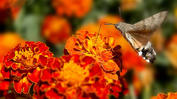 fly, stunner, beauty, flowers, butterfly