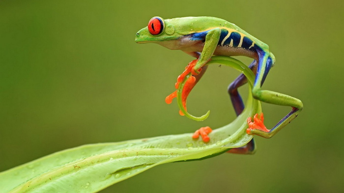 frog, animals, leaf, beauty