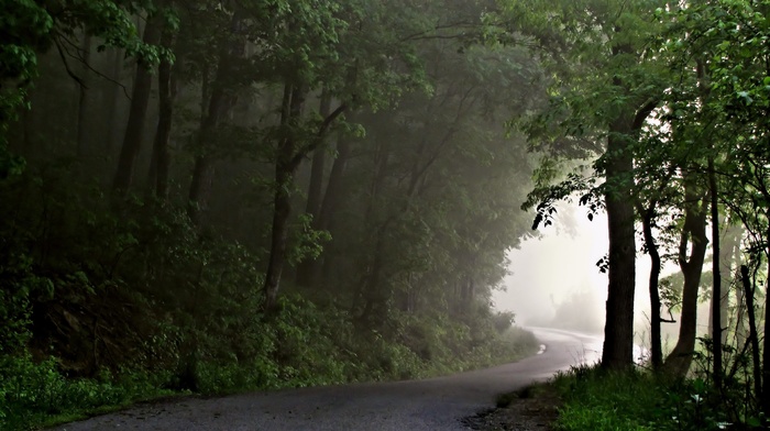 mist, road, nature, forest