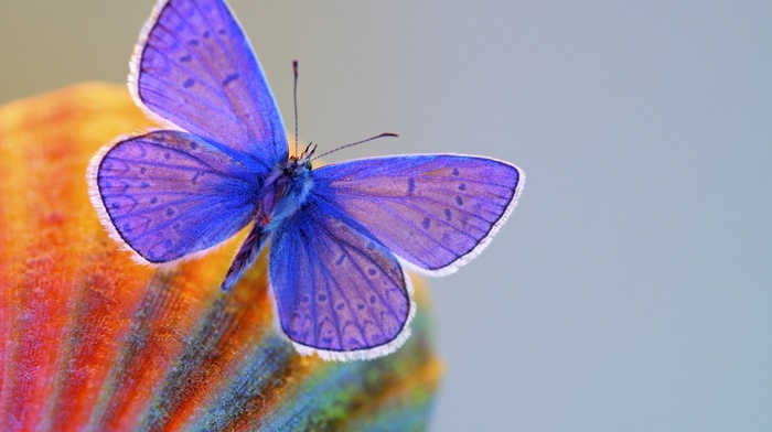 butterfly, gray background, macro, wings