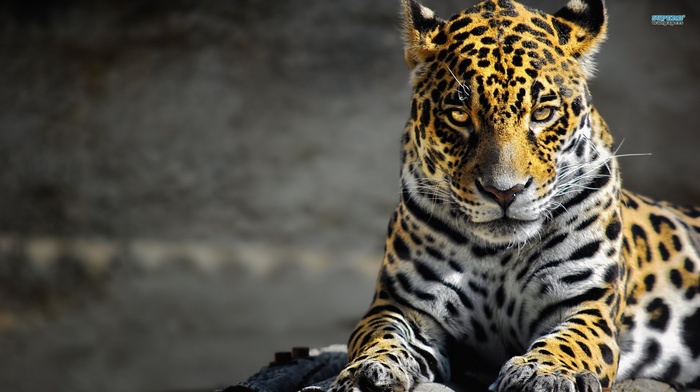 leopard, jaguars