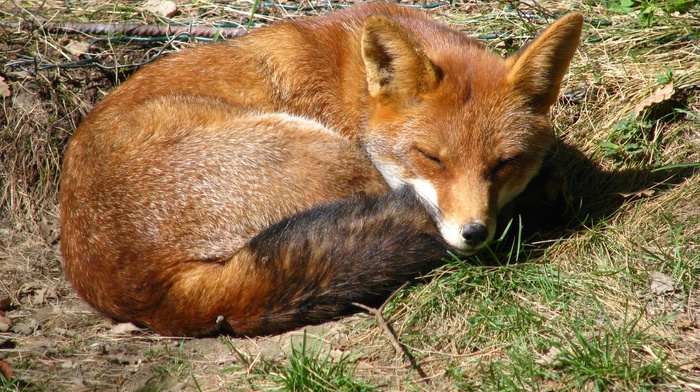 fox