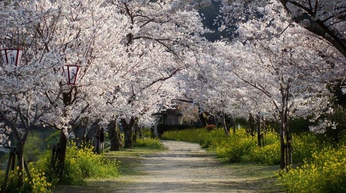 nature, National Geographic, trees, Japan, path, dirt road, cherry blossom