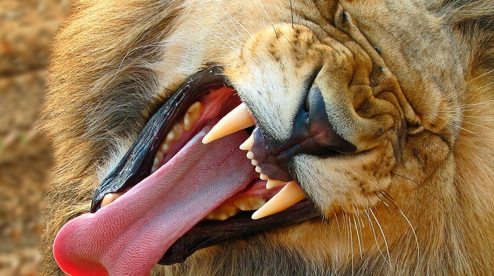 tongues, National Geographic, lion