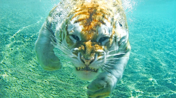 tiger, animals, water, underwater