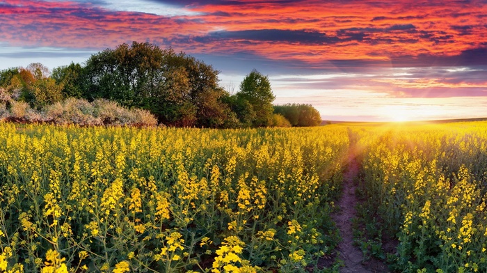 sky, Ukraine, trees, nature, field, sunset