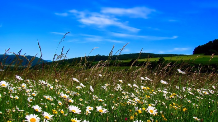 sky, nature, field, flowers