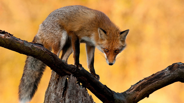 muzzle, beauty, tail, ears, animals, eyes, fox, branch, tree