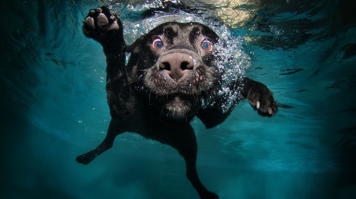 swimming pool, water, dog, swimming